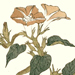Shunkei Mori Gallery